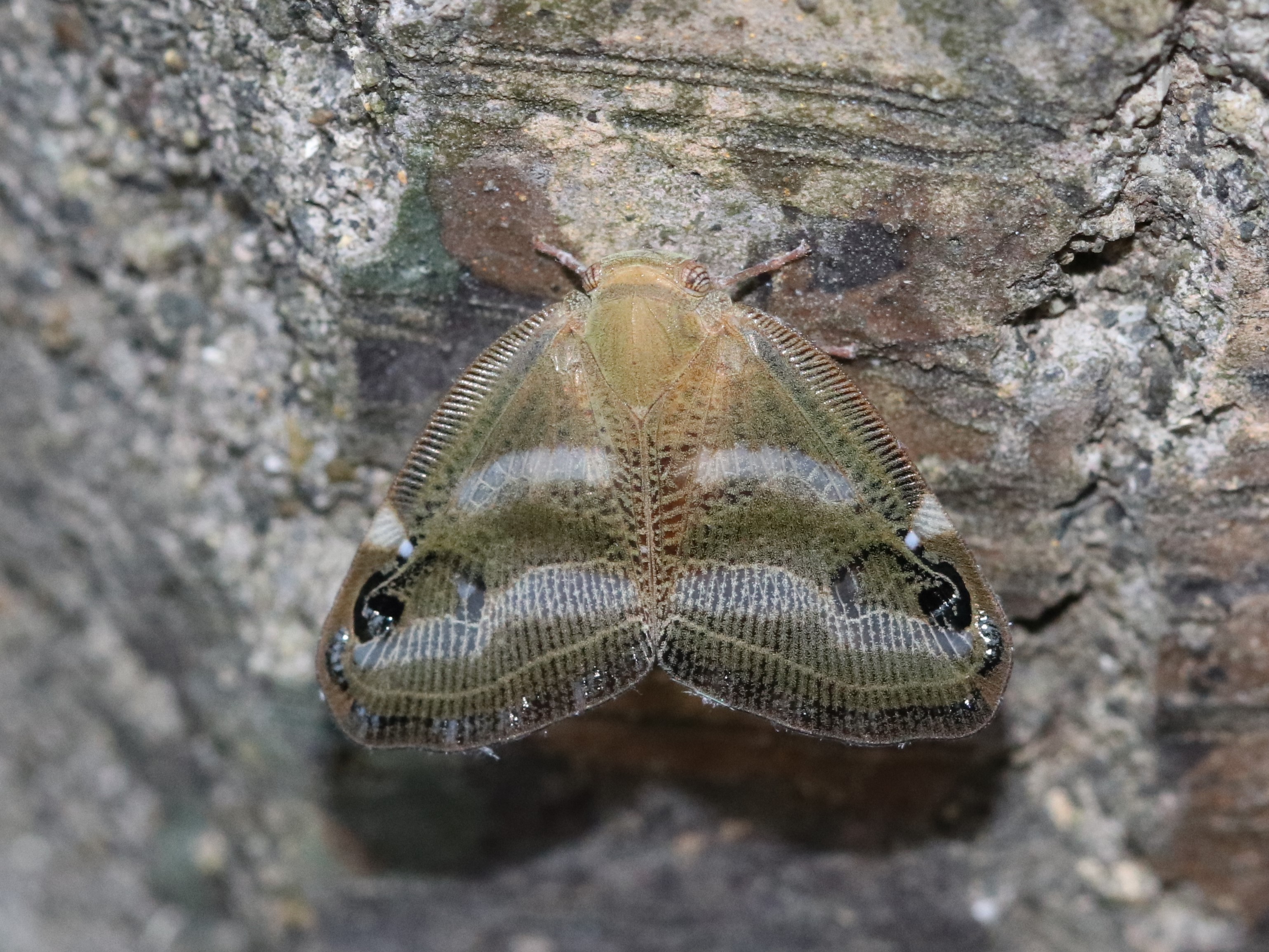 ベッコウハゴロモの成虫3